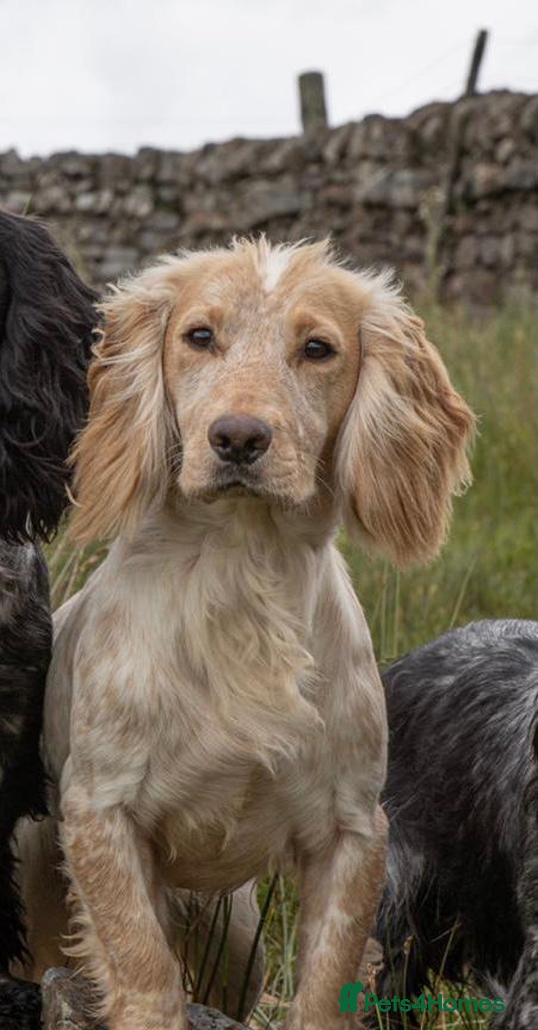 Cocker Spaniel dogs for stud: FTW Lemon Roan Cocker Dog - Image 2