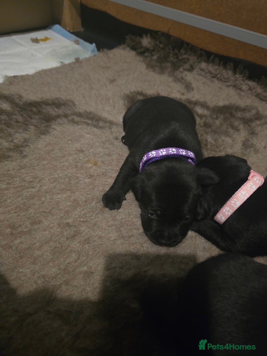 Staffordshire Bull Terrier dogs for sale: Kc registered Staffordshire bullterrier  - Advert 21