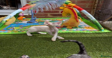 Devon Rex cats - Advert 13