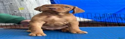 Hungarian Vizsla dogs for sale: Pedigree Hungarian Wirehaired Vizsla puppies - Advert 13