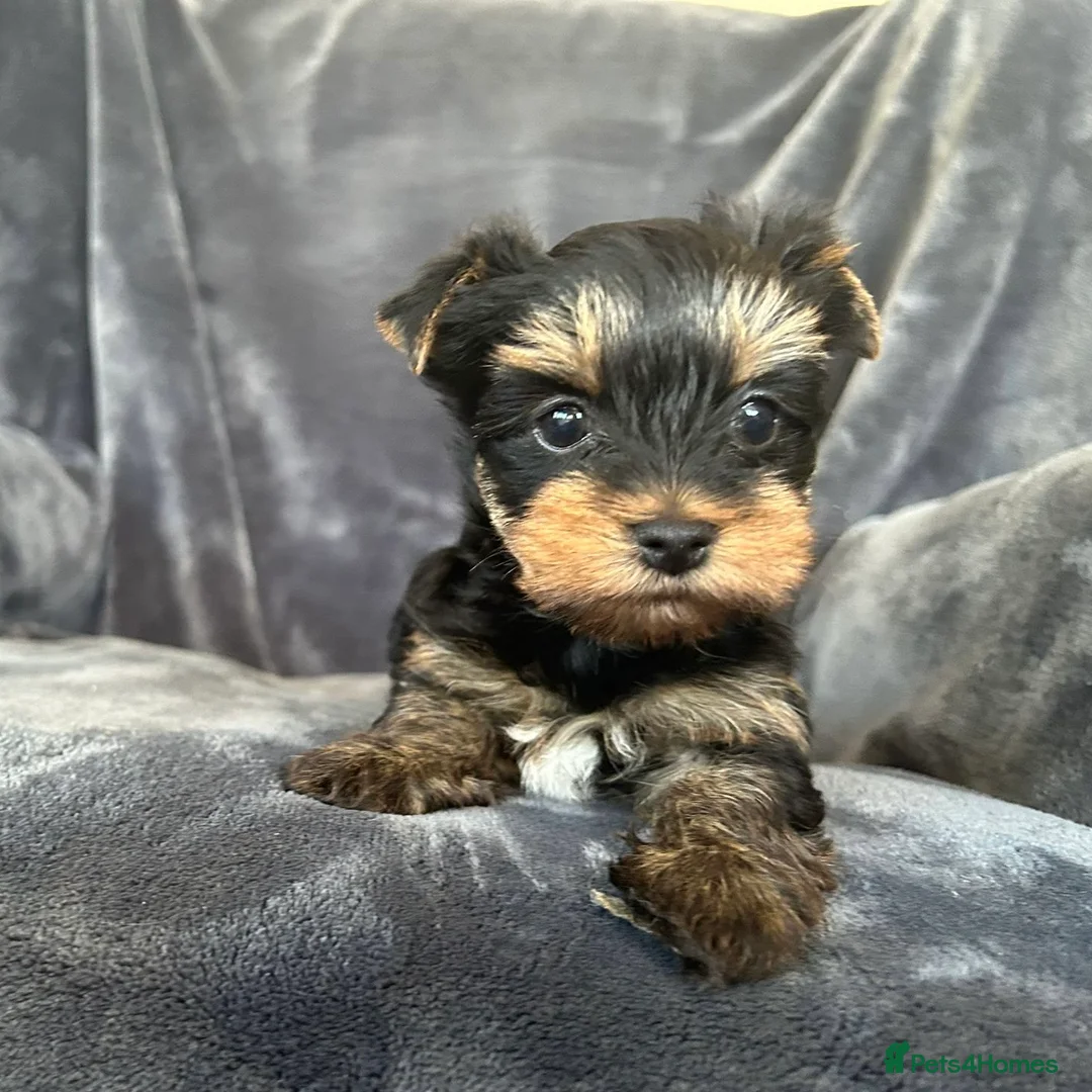 Yorkshire Terrier dogs for sale: Kennel Club Champion lines Females - Advert 15