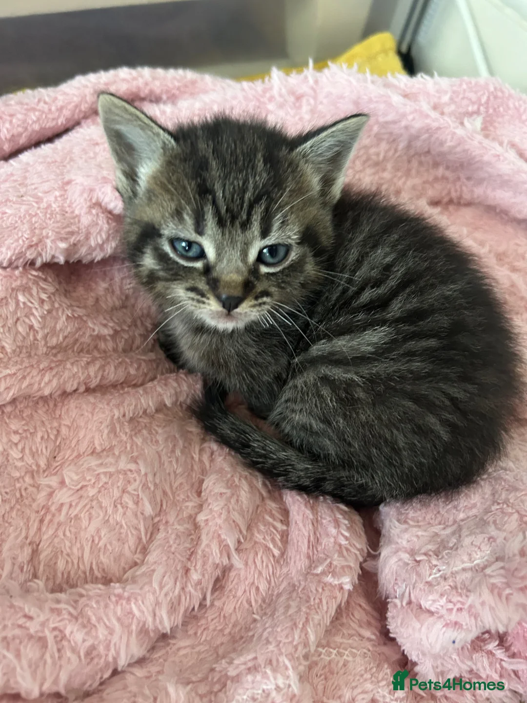 Ragdoll cats for sale: Half ragdoll half bengal  - Advert 1