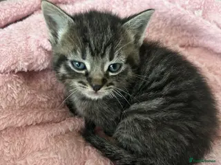 Ragdoll cats Half ragdoll half bengal - Advert 1