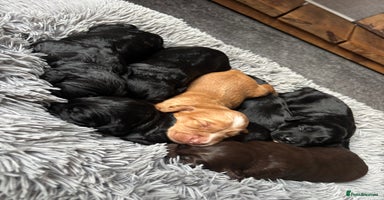 Cocker Spaniel dogs - Advert 16