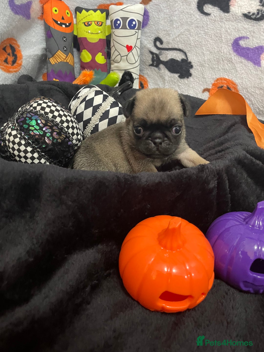 Pug dogs for sale: Pretty Female Pug Puppies x2 HEALTHY & HAPPY  - Image 14
