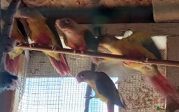 Conures birds for sale: Pineapple Conures Parent reared Dna'd  - Image 4