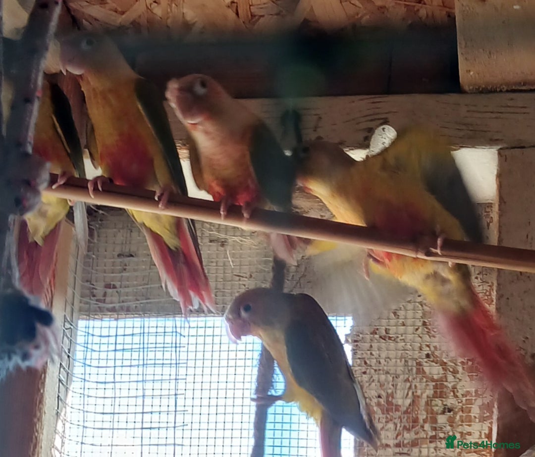 Conures birds for sale: Pineapple Conures Parent reared Dna'd  - Image 4