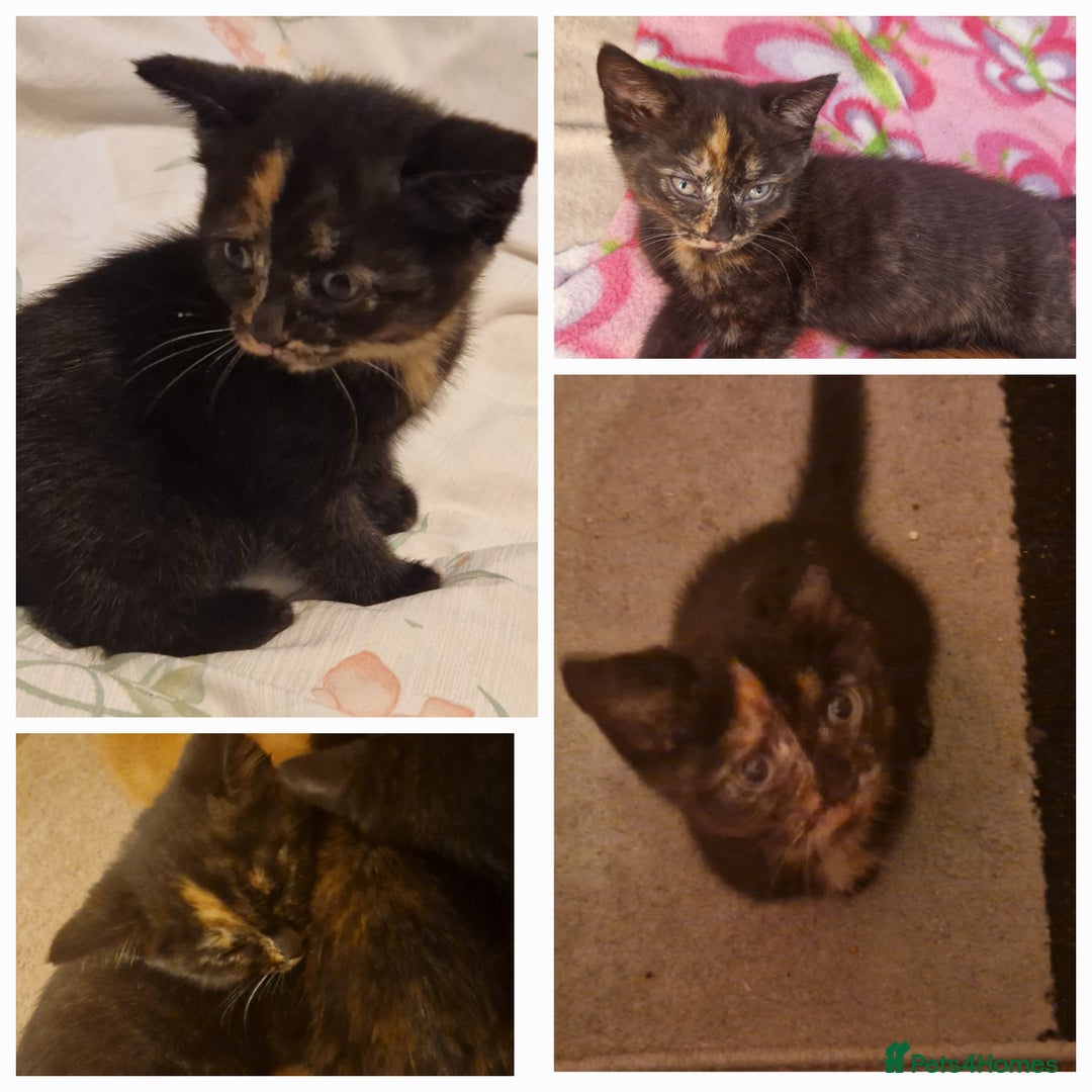 European cats for sale: Tortoiseshell kittens, and cat - Image 6