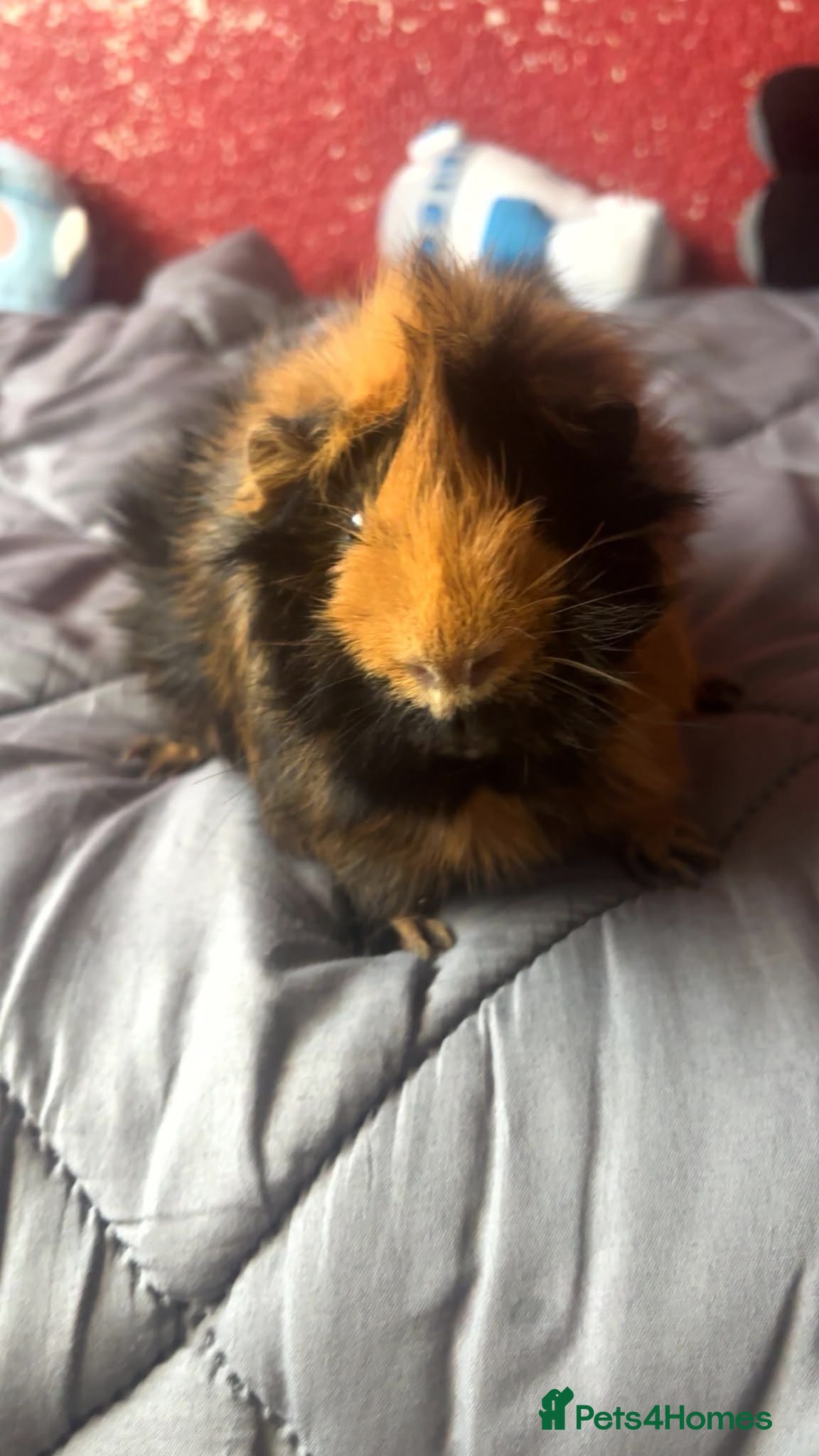 Guinea Pig rodents Pair of Male 10MonthOld Guinea Pigs w/ Full Setup - Advert 2