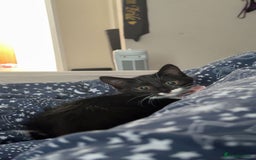Mixed Breed cats for sale: Duchess  - Image 1