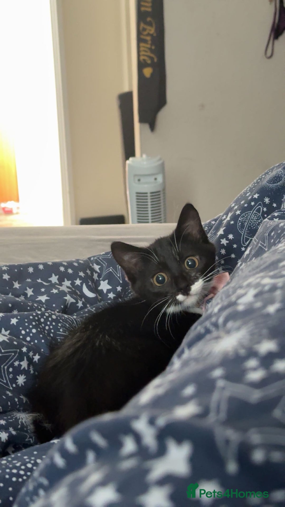 Mixed Breed cats for sale: Duchess  - Image 1