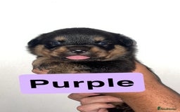 Rottweiler dogs for sale: 11 Chucky Rottweiler puppies for sale  - Image 15