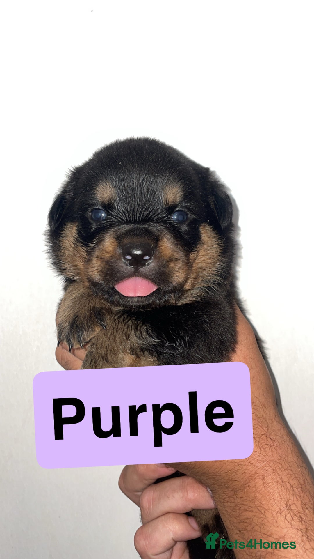 Rottweiler dogs for sale: 11 Chucky Rottweiler puppies for sale  - Image 15