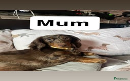 Miniature Dachshund dogs for sale: 2 Long Haired Miniature Dachshunds  - Image 6