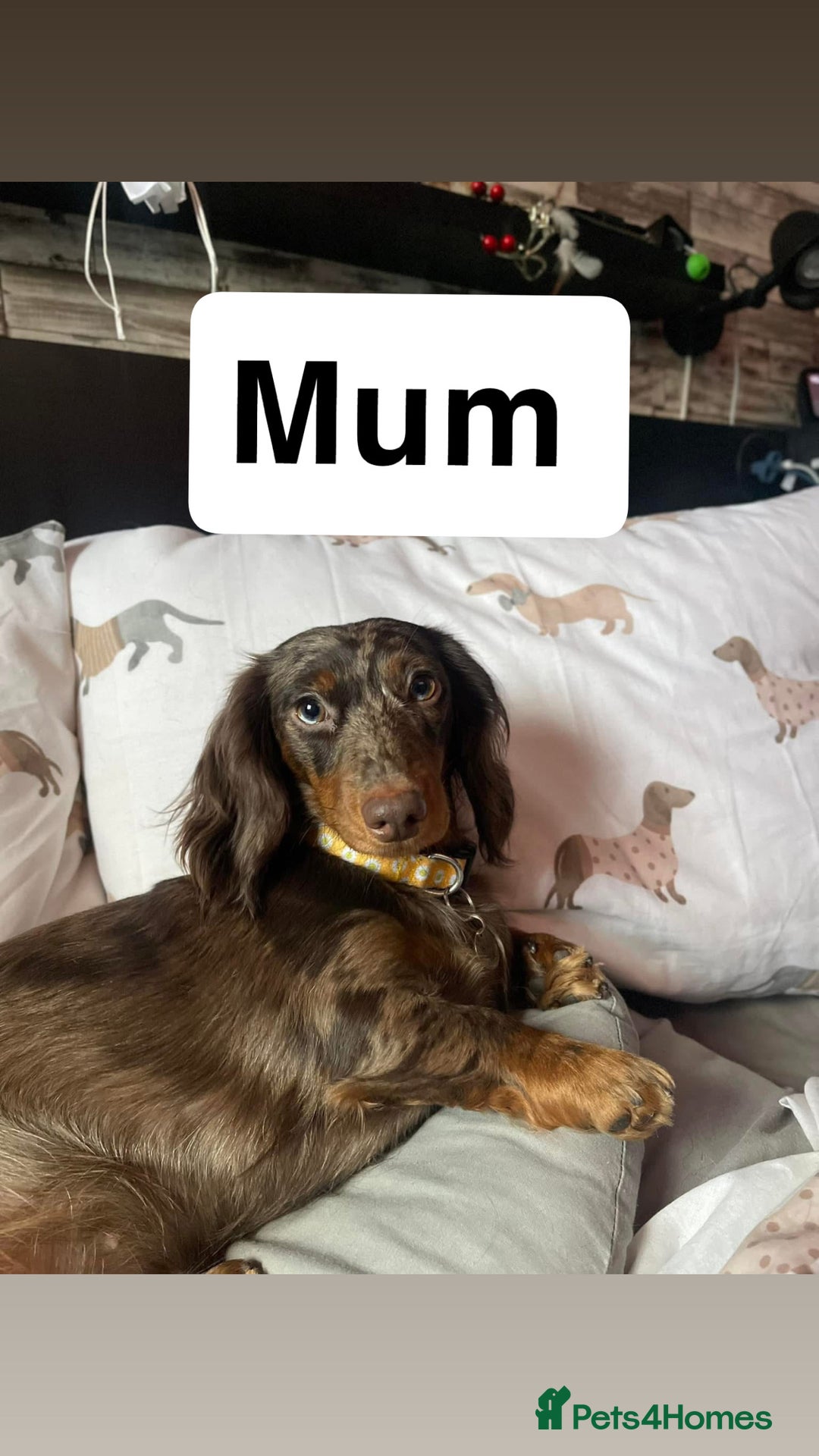 Miniature Dachshund dogs for sale: 2 Long Haired Miniature Dachshunds  - Image 6