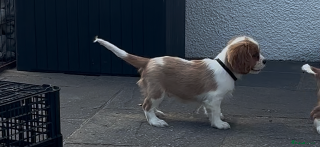 Cavalier King Charles Spaniel dogs for sale: Cavalier King Charles Spaniel  - Image 6