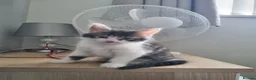 Mixed Breed cats for sale: Beautiful Kittens Looking for Their Forever Homes in Bedlington - Advert 7