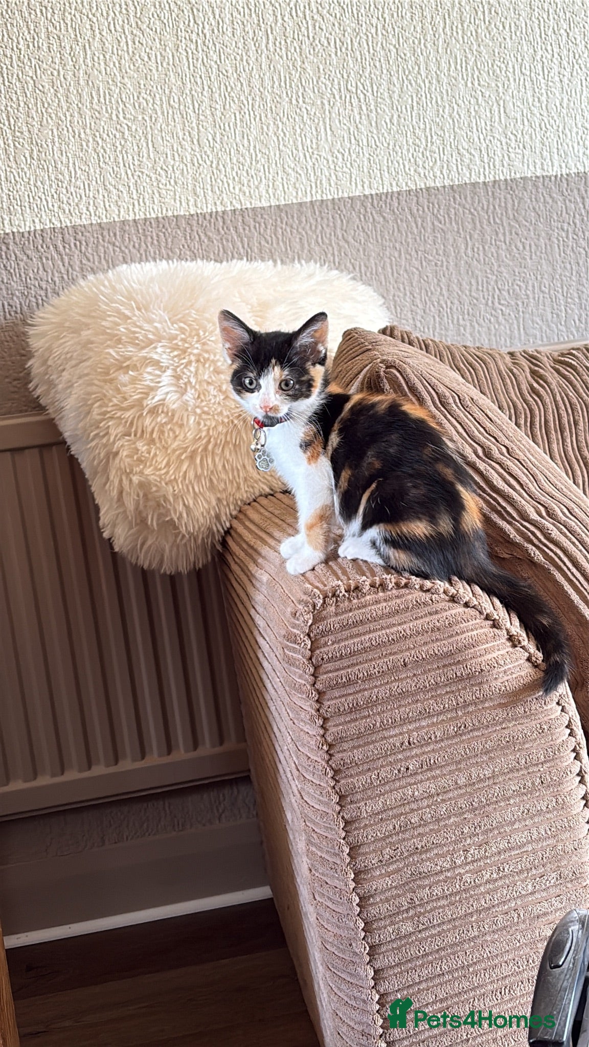 Mixed Breed cats Calico female looking for new home - Advert 1