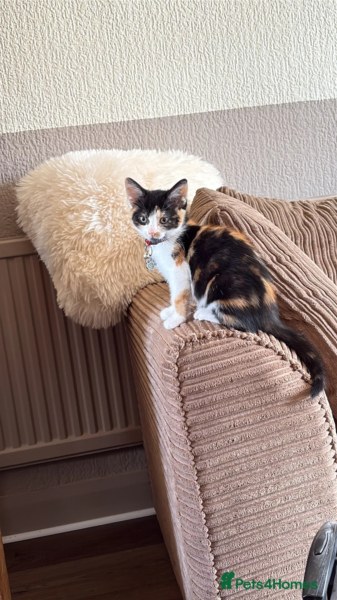 Mixed Breed cats for sale: Calico female looking for new home - Advert 1