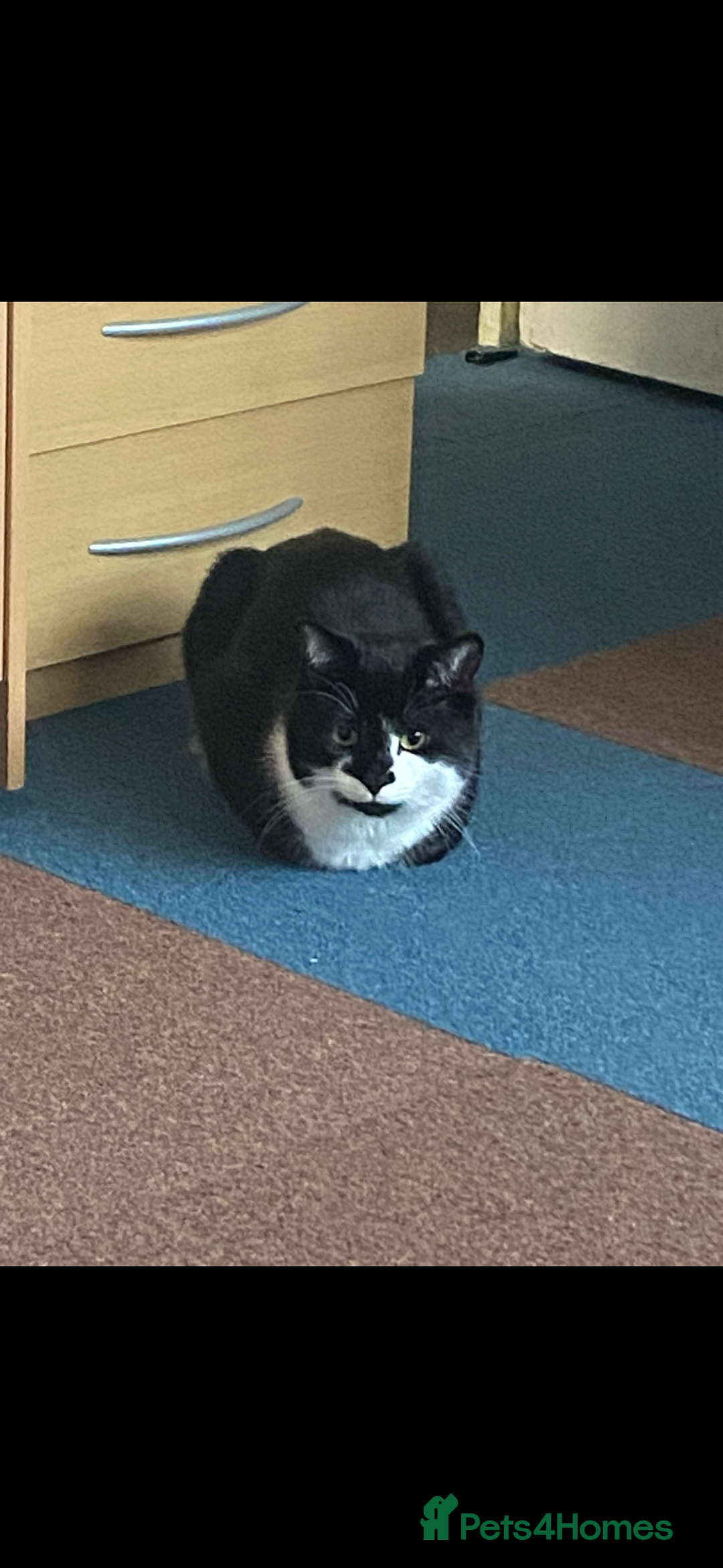 Mixed Breed cats for sale: Tuxedo cat  - Advert 8