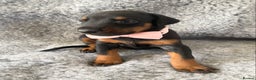 Dobermann dogs for sale: KC REG HEALTH TESTED EUROPEAN DOBERMAN : REDUCED! - Advert 21