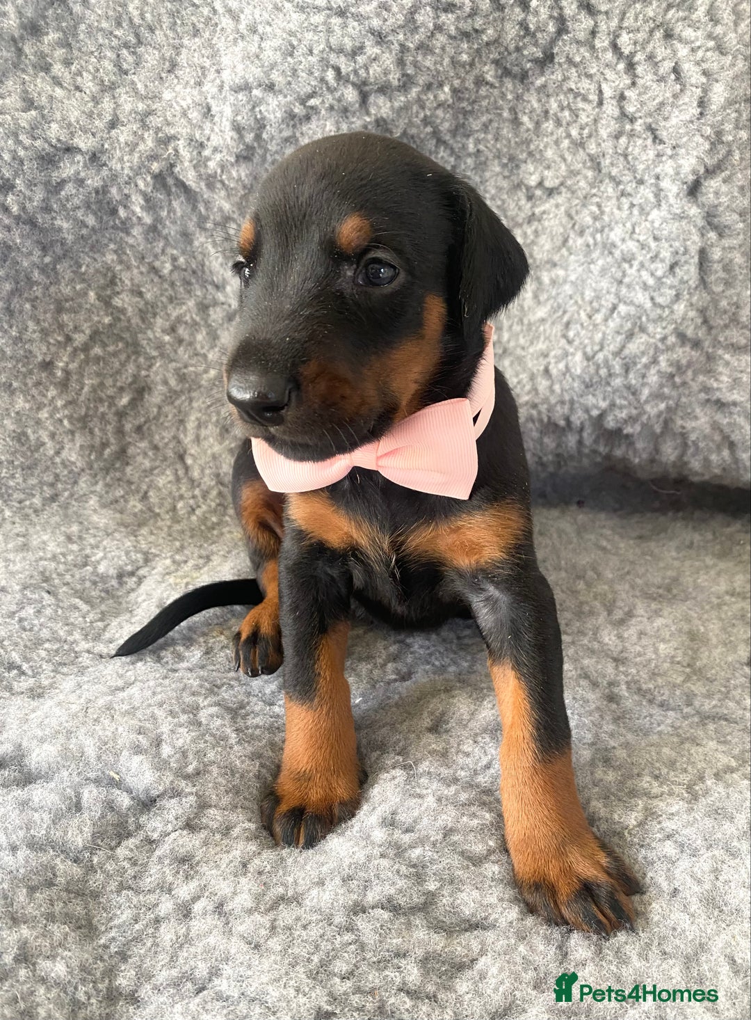Dobermann dogs for sale: KC REG HEALTH TESTED EUROPEAN DOBERMAN : REDUCED! - Advert 21