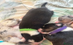 Australian Shepherd dogs for sale: KC registered Australian shepherd puppies  - Image 6