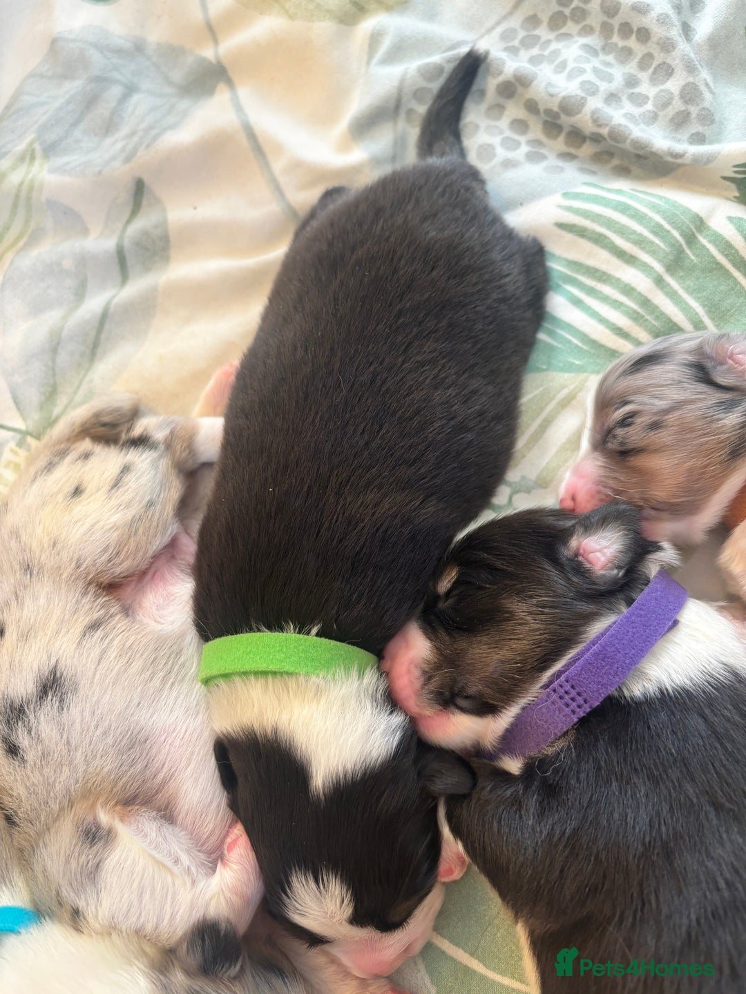 Australian Shepherd dogs for sale: KC registered Australian shepherd puppies  - Image 6