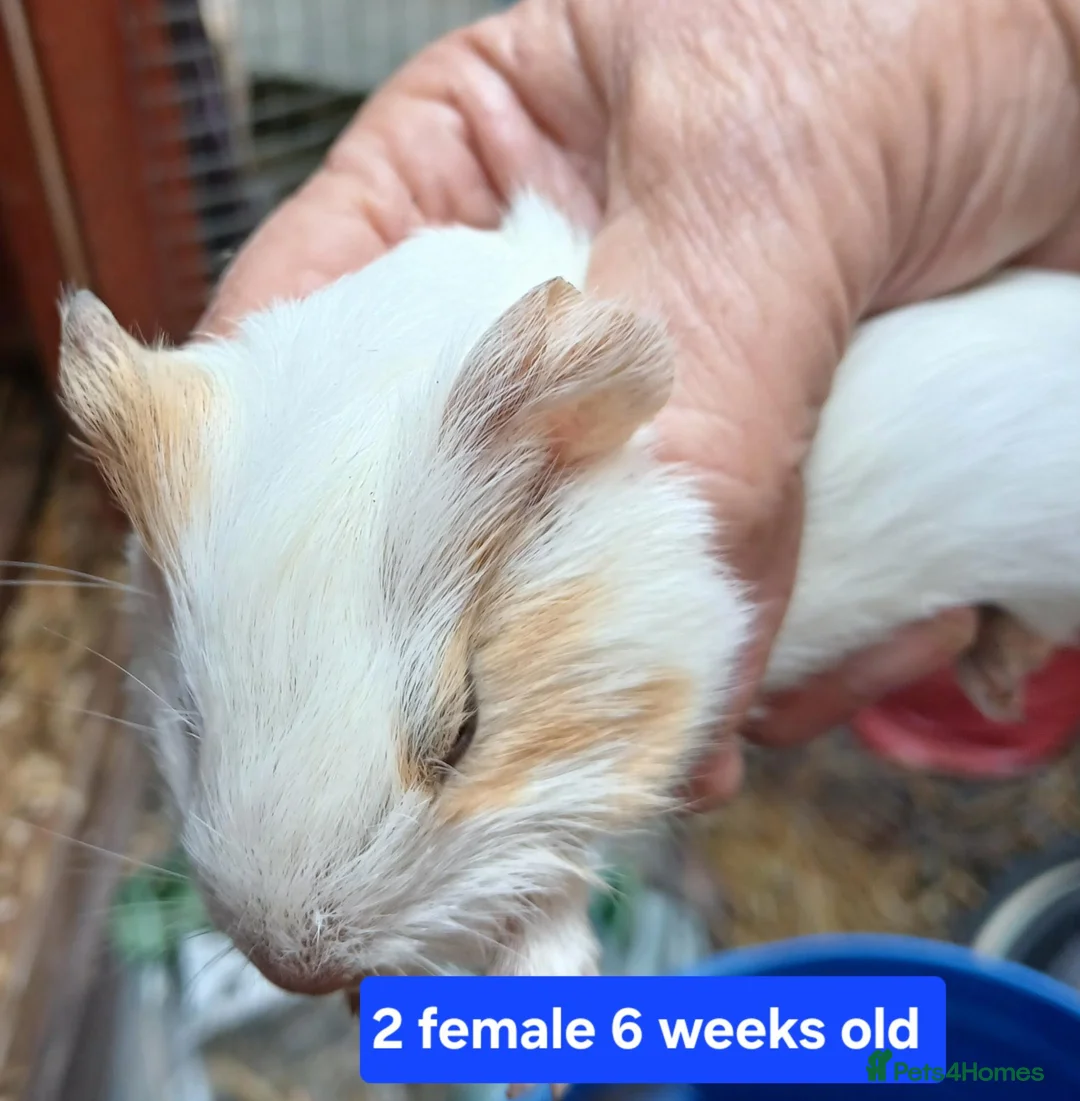 Guinea Pig rodents for sale: Guinea pigs  - Advert 2