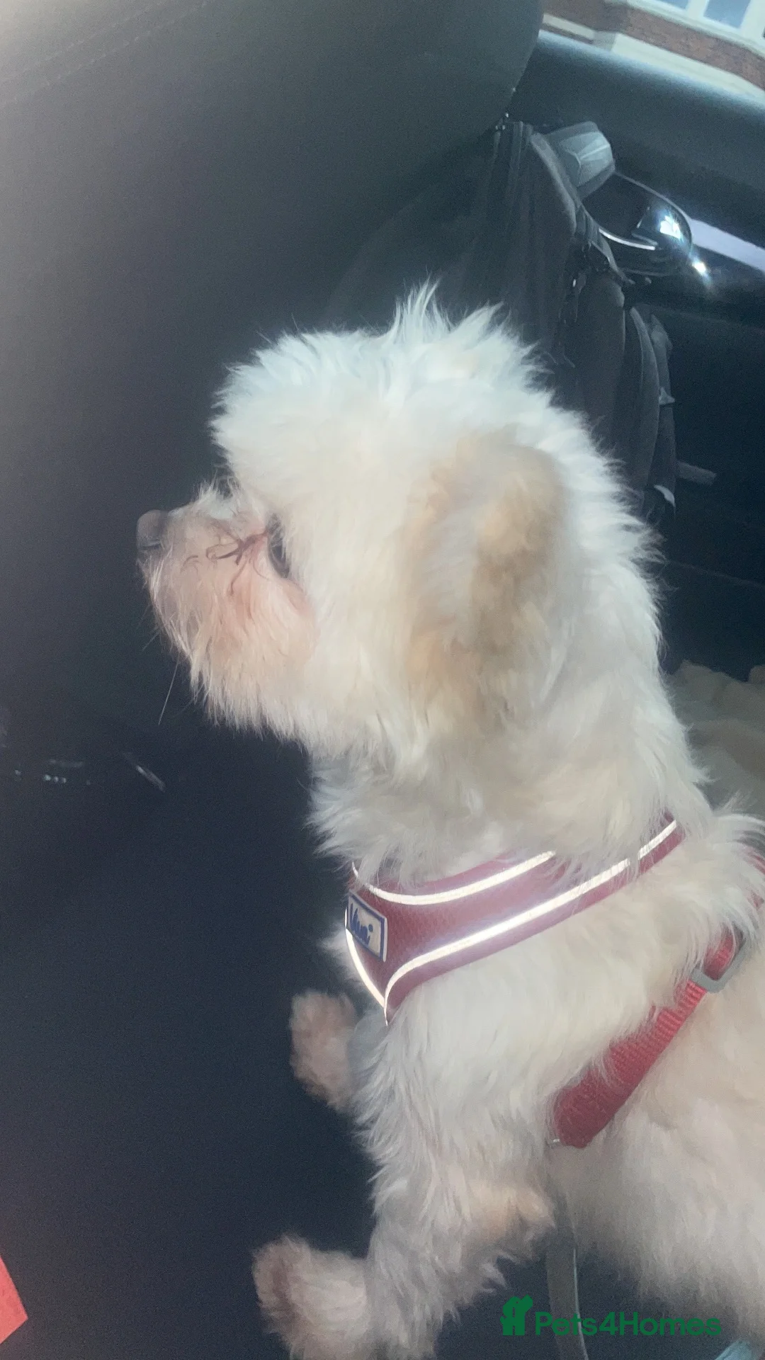 Mixed Breed dogs for sale: Selling chihuahua terrier cross  in Mansfield - Advert 1