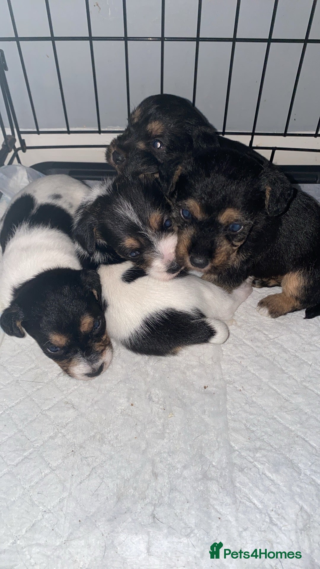 Jack Russell dogs Jack Russell puppies  - Advert 6