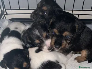 Jack Russell dogs Jack Russell puppies - Advert 1