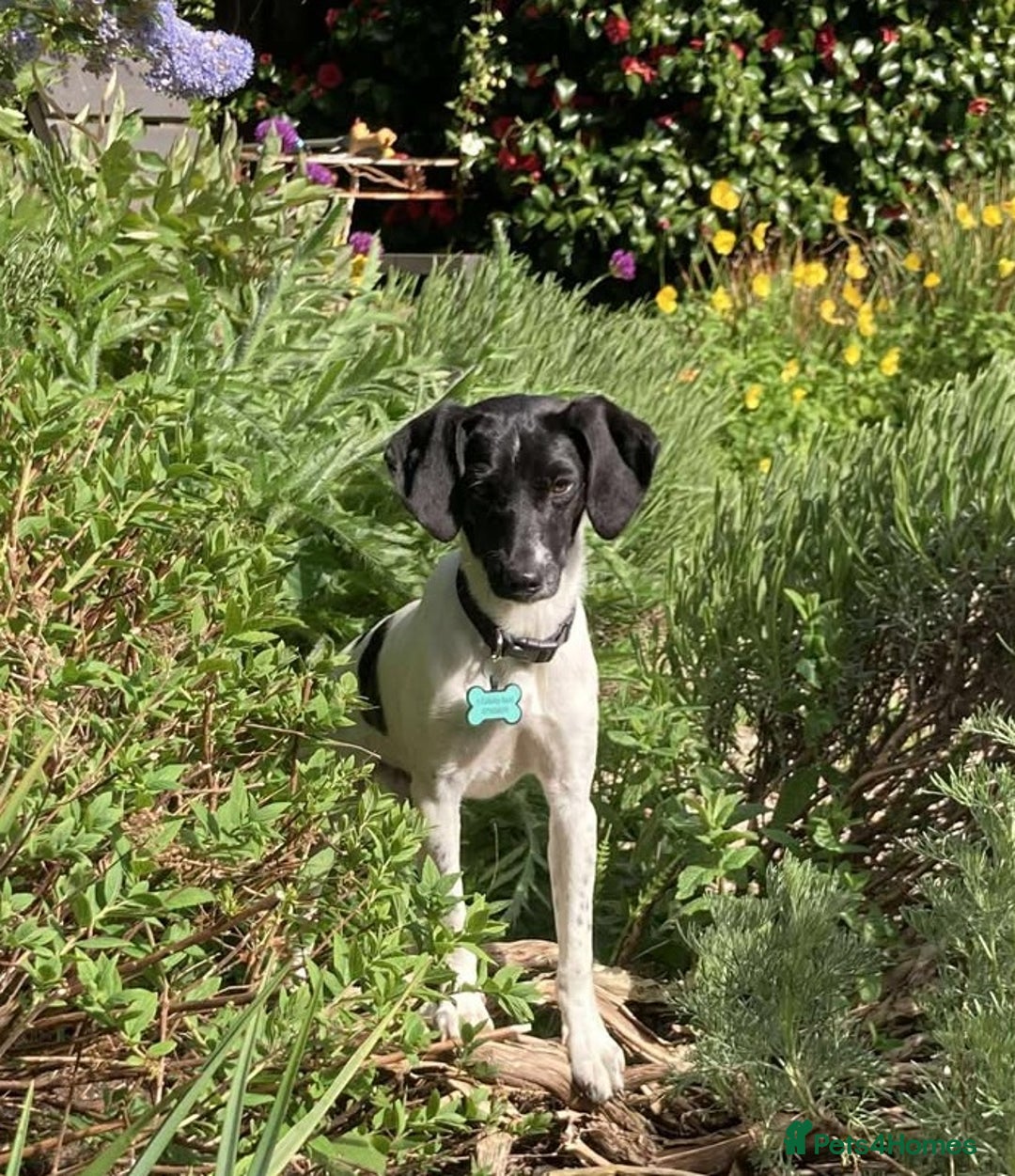 Mixed Breed dogs for adoption: STELLA-1 YR OLD, SMALL, PRETTY, CYPRUS SPECIAL MIX - Image 1