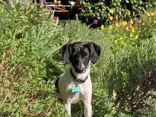 Mixed Breed dogs - Advert 1