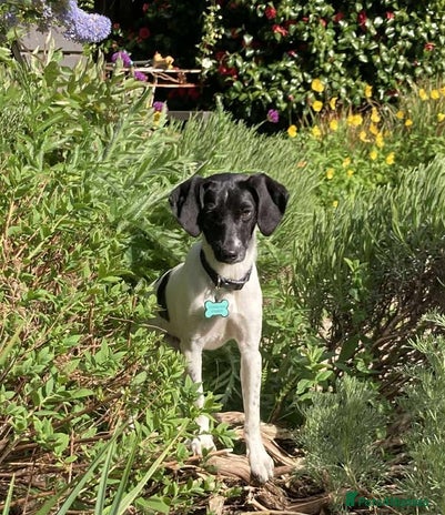 Mixed Breed dogs STELLA-1 YR OLD, SMALL, PRETTY, CYPRUS SPECIAL MIX - Advert 2