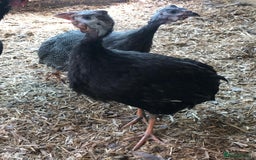 Guinea Fowl poultry for sale: Three young birds - Image 2
