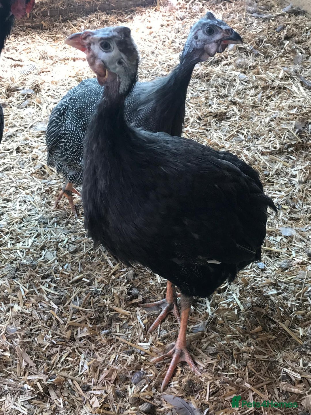 Guinea Fowl poultry for sale: Three young birds - Image 2