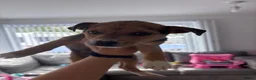 Mixed Breed dogs for sale:  Jack Russel cross chihuahua the last little boy - Advert 2