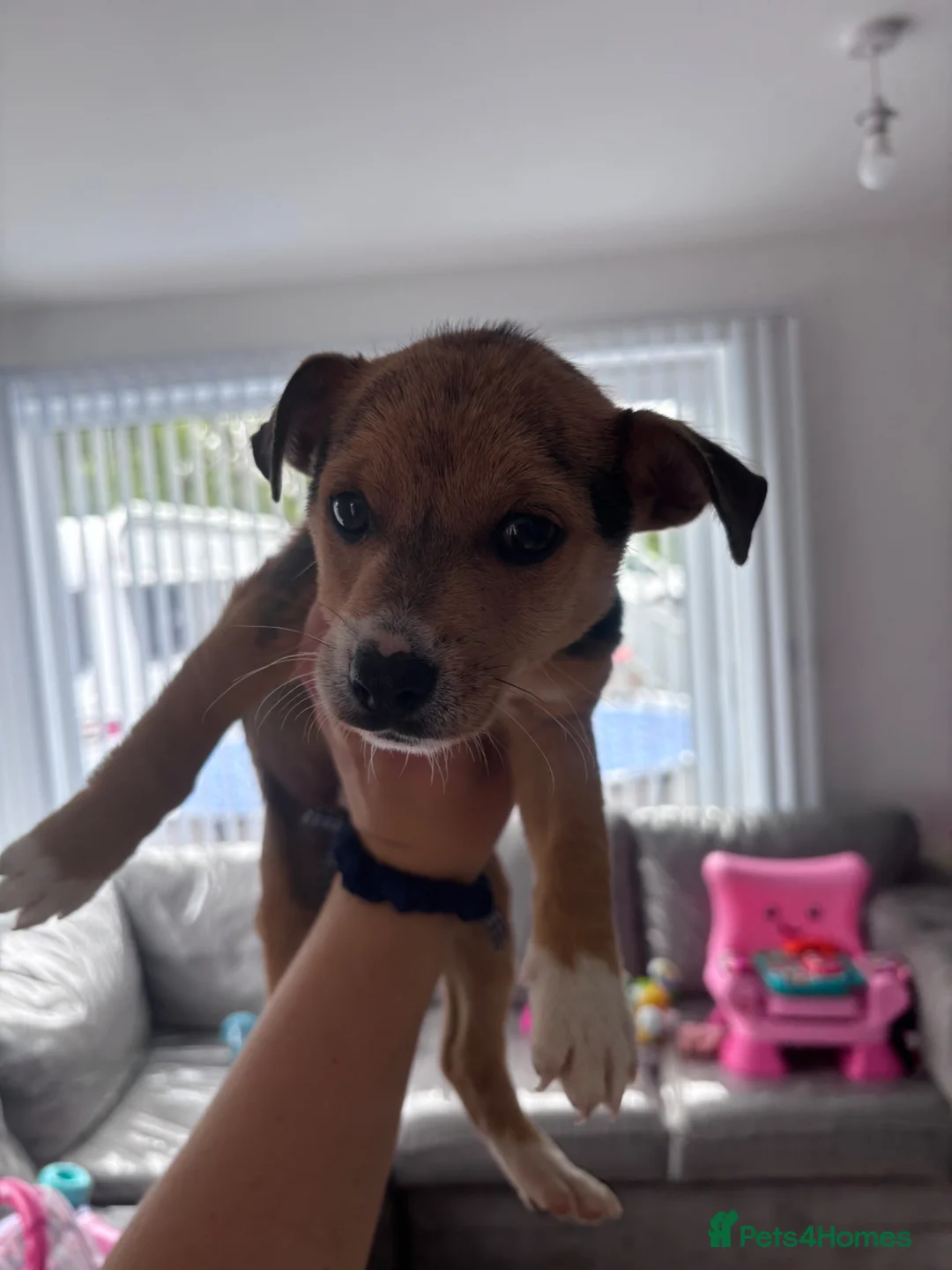 Mixed Breed dogs for sale:  Jack Russel cross chihuahua the last little boy - Advert 2