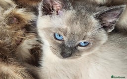 Ragdoll cats for sale: Male Gorgeous blue eyed Ragdoll  - Image 5