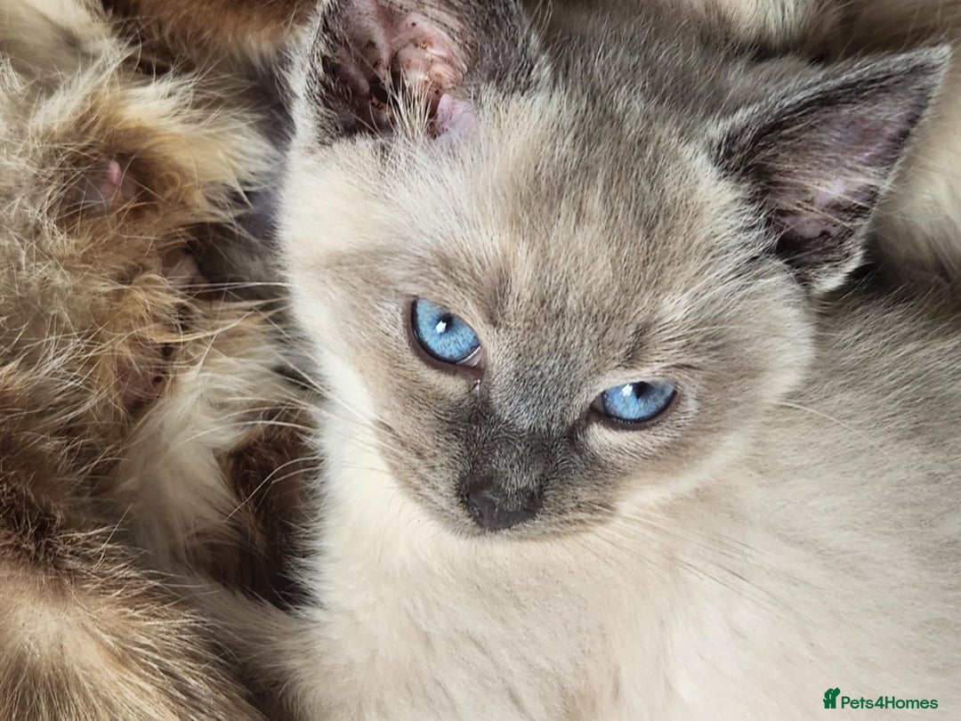 Ragdoll cats for sale: Male Gorgeous blue eyed Ragdoll  - Image 5