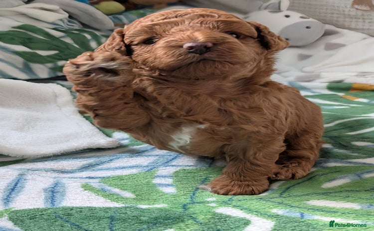 Cavapoo dogs - Advert 11