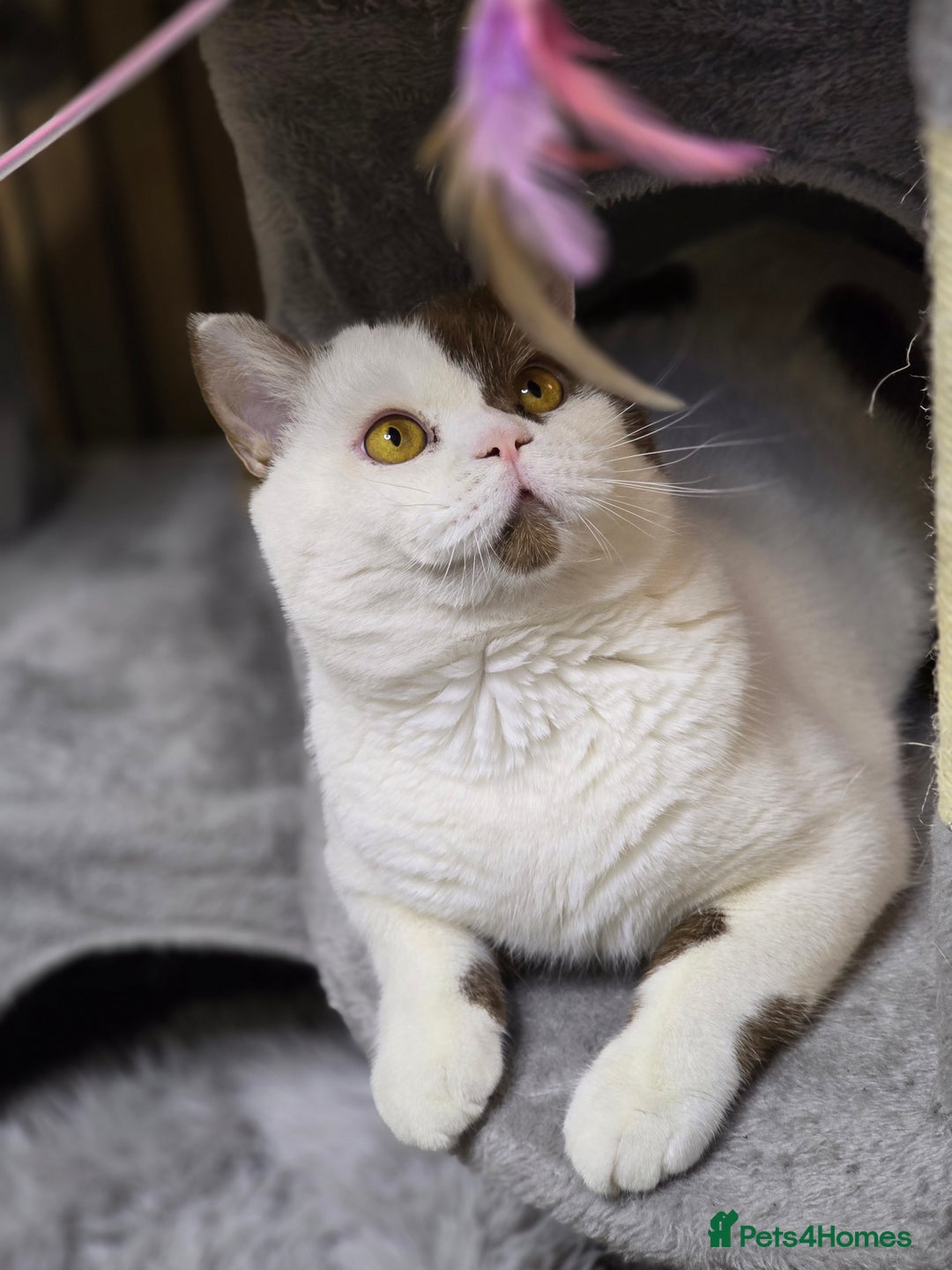 British Shorthair cats for sale: Cinnamon Harlequin Male – GCCF Active Registered - Advert 4