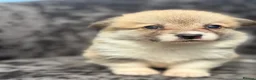 Welsh Corgi Pembroke dogs for sale: Top quality corgis  - Advert 22