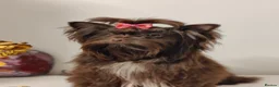 Yorkshire Terrier dogs for sale: Outstanding puppies ready for collection  - Advert 10