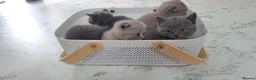 Scottish Fold cats for sale: Scotish fold & british straignt kittens  in Melton Mowbray - Advert 5