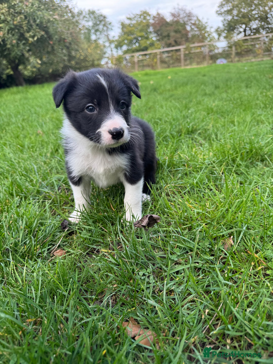 Border Collie dogs for sale: Pure Bred Border Collie Puppies For Sale - Image 11