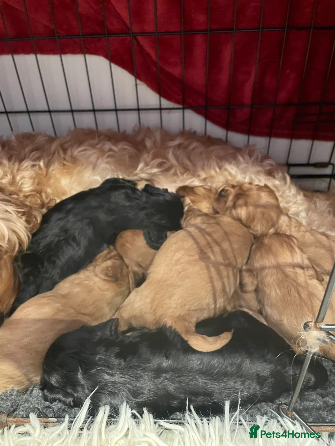 Cavapoo dogs for sale: 7 Adorable cavapoo puppies  - Advert 1