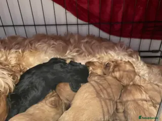 Cavapoo dogs 7 Adorable cavapoo puppies - Advert 1