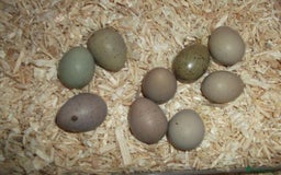 Quail poultry for sale: Healthy Quails for Sale! Eggs, Chicks  Adults - Image 4